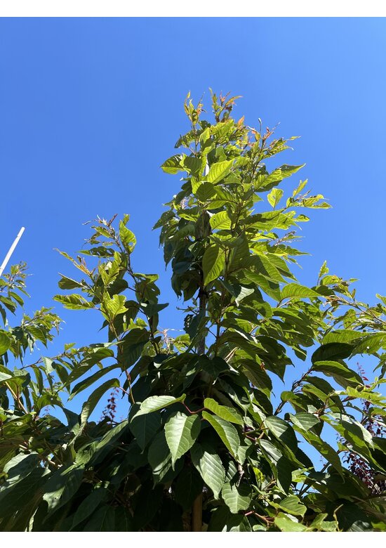 Zierkirsche 'Shirofugen' | Prunus serrulata 'Shirofugen'