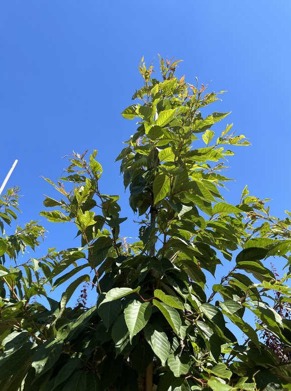 Zierkirsche Shirofugen | Prunus serrulata 'Shirofugen'
