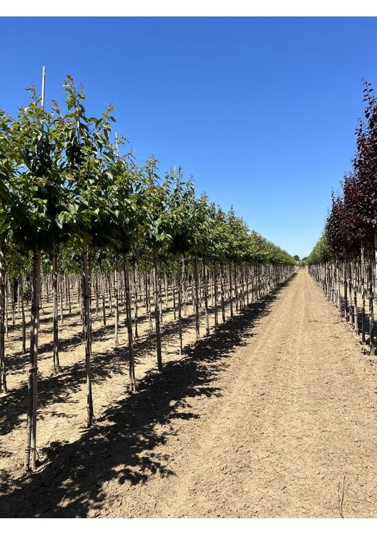 Zierkirsche 'Shirofugen' | Prunus serrulata 'Shirofugen'