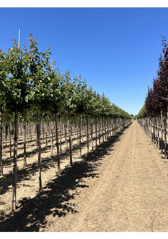 Zierkirsche 'Shirofugen' | Prunus serrulata 'Shirofugen'