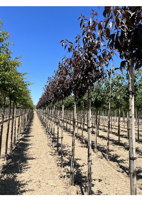 Japanische Nelkenkirsche 'Royal Burgundy' | Prunus serrulata 'Royal Burgundy'
