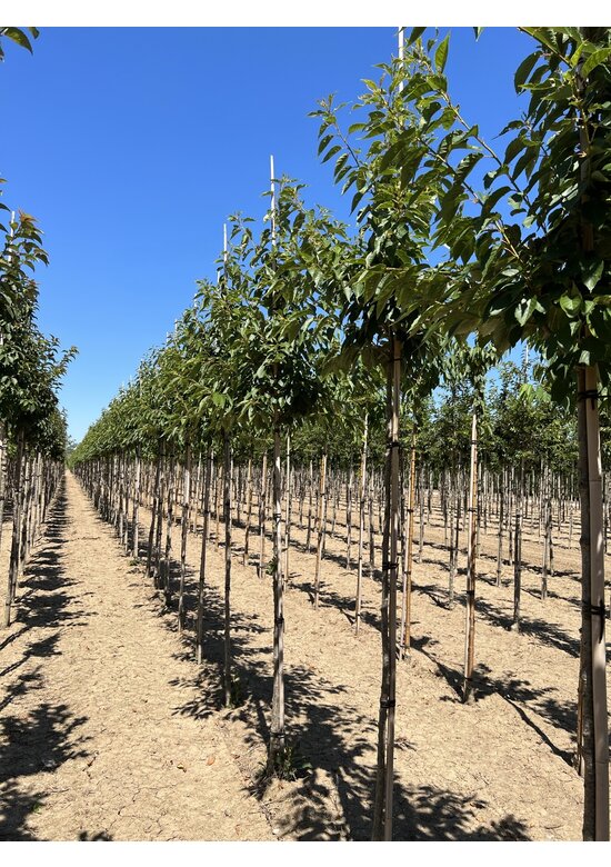 Hellrosa Nelkenkirsche 'Pink Perfection' | Prunus serrulata 'Pink Perfection'