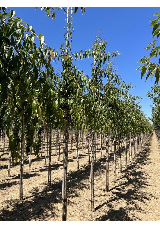 Hängende Nelkenkirsche 'Kiku-shidare-Zakura' | Prunus serrulata 'Kiku-shidare-Zakura'