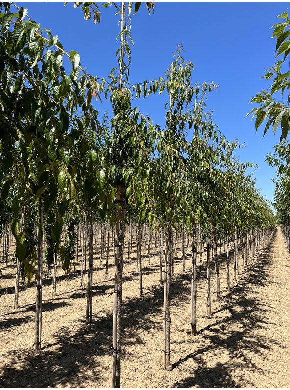 Hängende Nelkenkirsche 'Kiku-shidare-Zakura' | Prunus serrulata 'Kiku-shidare-Zakura' Hängende Nelkenkirsche 'Kiku-shidare-Zakura' | Prunus serrulata 'Kiku-shidare-Zakura'