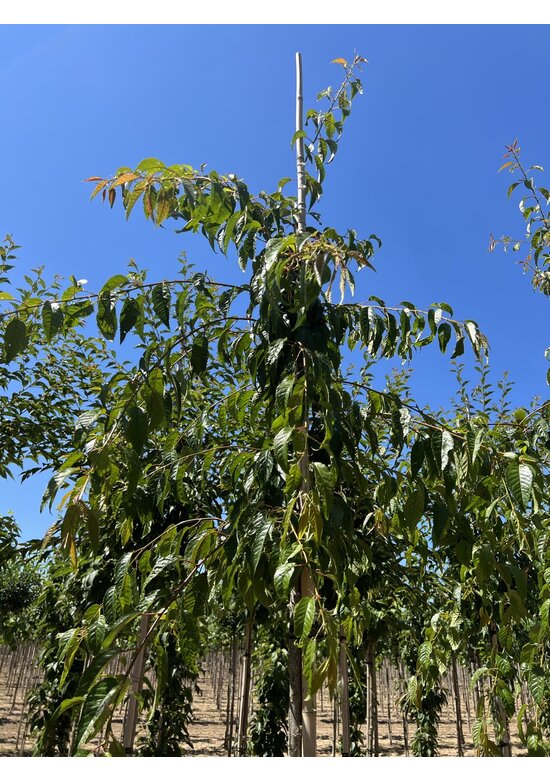 Hängende Nelkenkirsche 'Kiku-shidare-Zakura' | Prunus serrulata 'Kiku-shidare-Zakura'