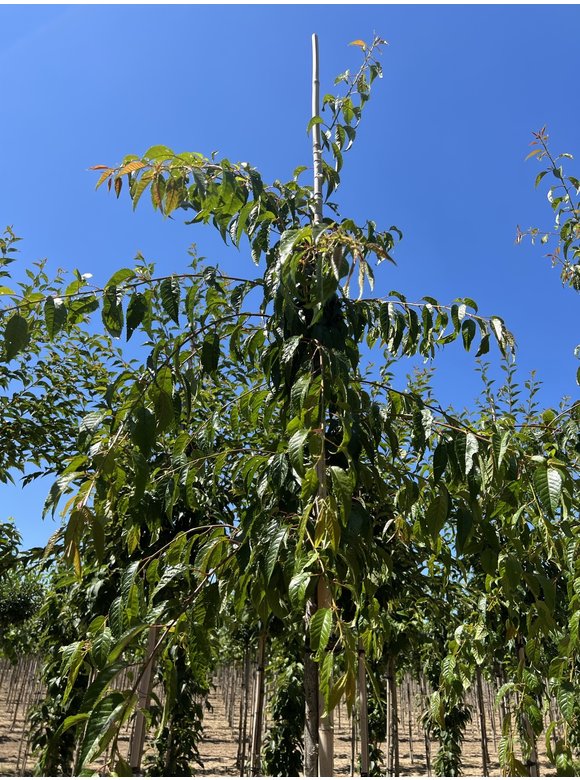 Hängende Nelkenkirsche 'Kiku-shidare-Zakura' | Prunus serrulata 'Kiku-shidare-Zakura' Hängende Nelkenkirsche 'Kiku-shidare-Zakura' | Prunus serrulata 'Kiku-shidare-Zakura'