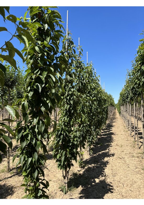 Säulenkirsche 'Amanogawa' | Prunus serrulata 'Amanogawa'