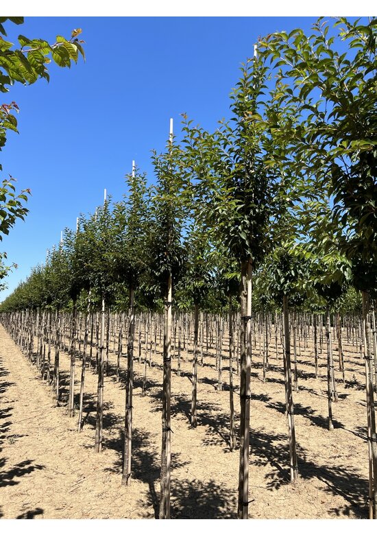 Frühlingskirsche - Zierkirsche 'Pandora' | Prunus 'Pandora'