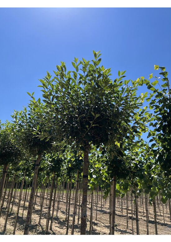 Kugelkirsche 'Umbraculifera' | Prunus eminens 'Umbraculifera' Kugelkirsche 'Umbraculifera' | Prunus eminens 'Umbraculifera'