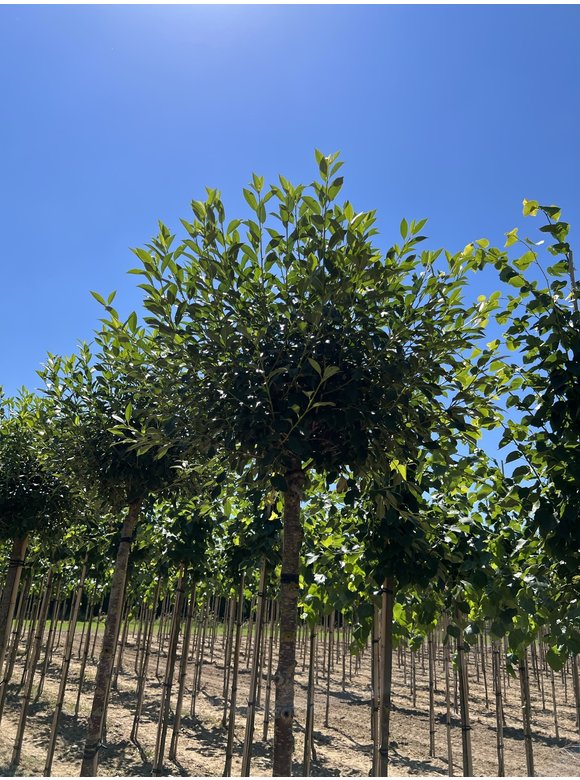 Kugelkirsche 'Umbraculifera' | Prunus eminens 'Umbraculifera' Kugelkirsche 'Umbraculifera' | Prunus eminens 'Umbraculifera'