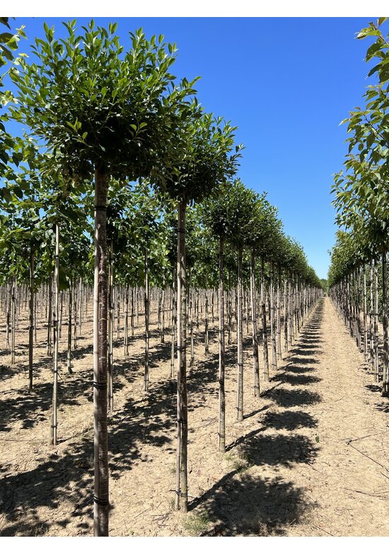 Kugelkirsche 'Umbraculifera' | Prunus eminens 'Umbraculifera'