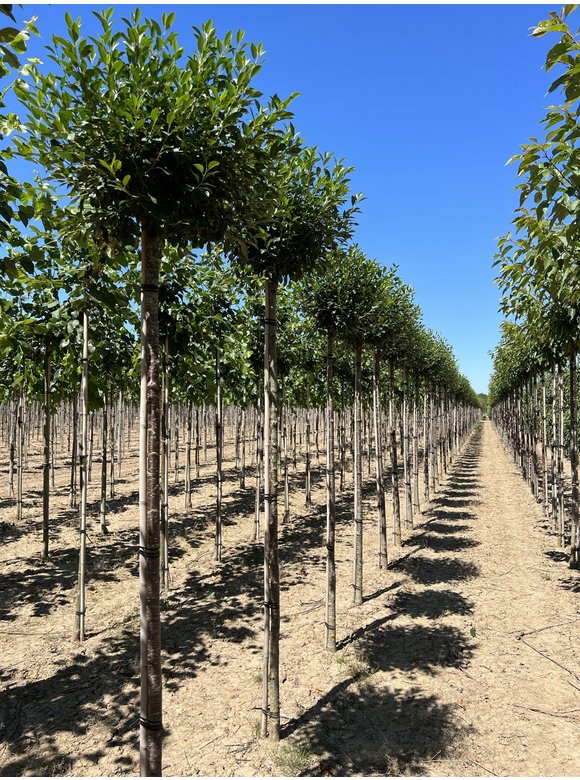Kugelkirsche 'Umbraculifera' | Prunus eminens 'Umbraculifera' Kugelkirsche 'Umbraculifera' | Prunus eminens 'Umbraculifera'