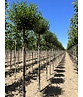 Kugelkirsche 'Umbraculifera' | Prunus eminens 'Umbraculifera' Kugelkirsche 'Umbraculifera' | Prunus eminens 'Umbraculifera'