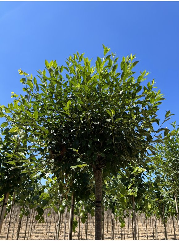Kugelkirsche 'Umbraculifera' | Prunus eminens 'Umbraculifera' Kugelkirsche 'Umbraculifera' | Prunus eminens 'Umbraculifera'