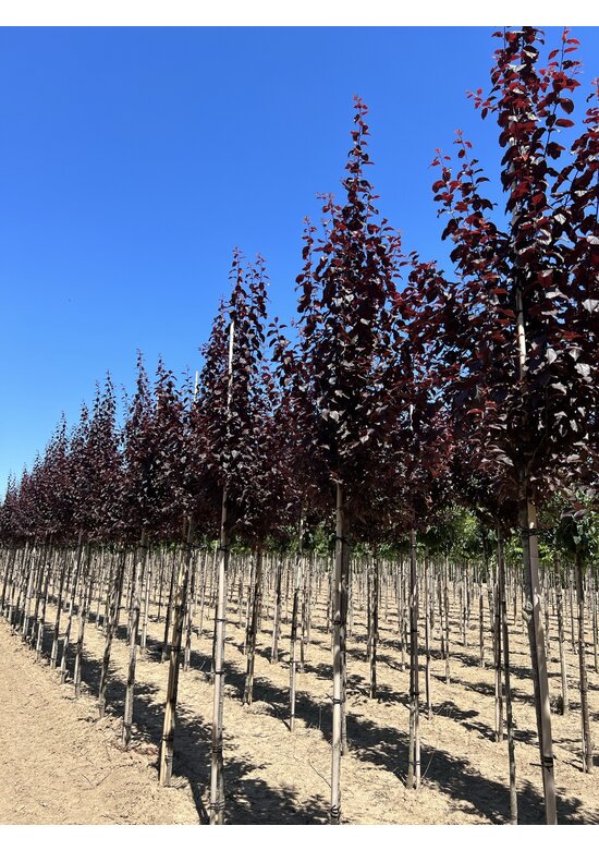 Blutpflaume  | Prunus cerasifera 'Nigra'