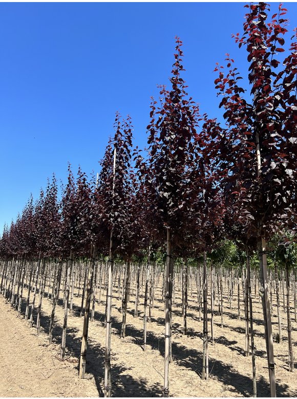 Blutpflaume | Prunus cerasifera 'Nigra' Blutpflaume | Prunus cerasifera 'Nigra'