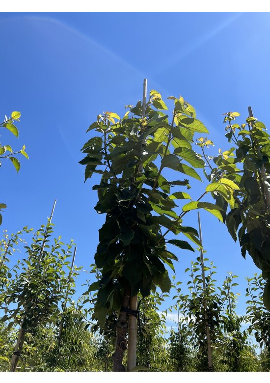 Süßkirsche 'Stella' | Prunus avium 'Stella'