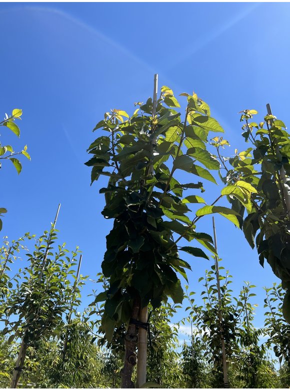 Süßkirsche 'Stella' | Prunus avium 'Stella' Süßkirsche 'Stella' | Prunus avium 'Stella'
