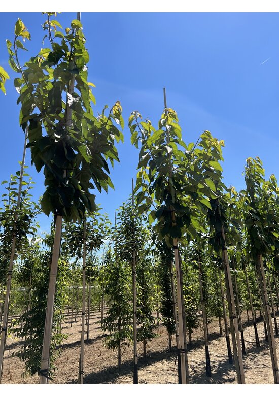 Süßkirsche 'Stella' | Prunus avium 'Stella'