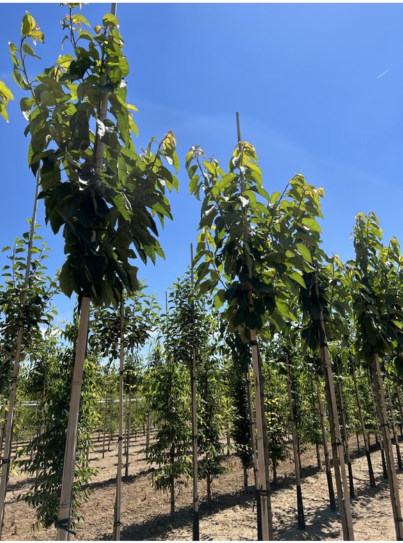 Süßkirsche 'Stella' | Prunus avium 'Stella' Süßkirsche 'Stella' | Prunus avium 'Stella'