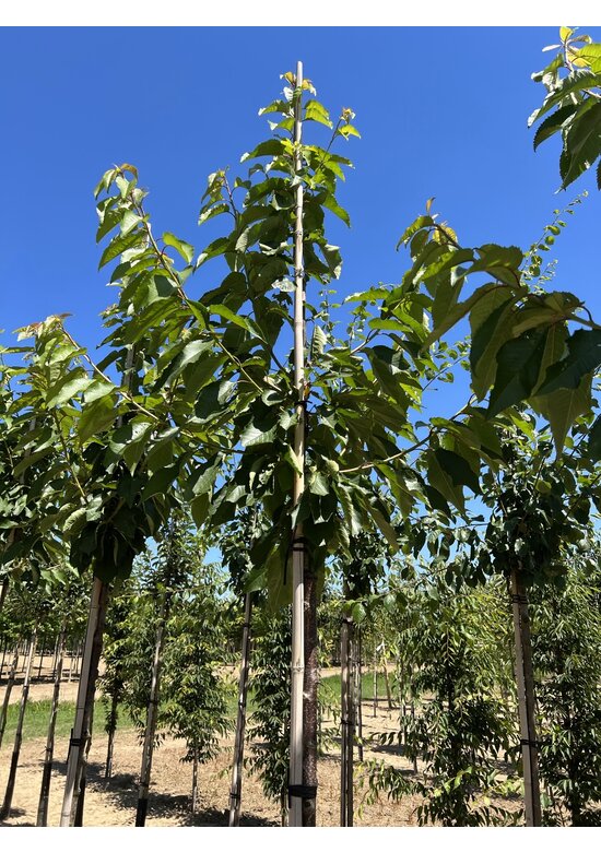 Süßkirsche 'Stella' | Prunus avium 'Stella'