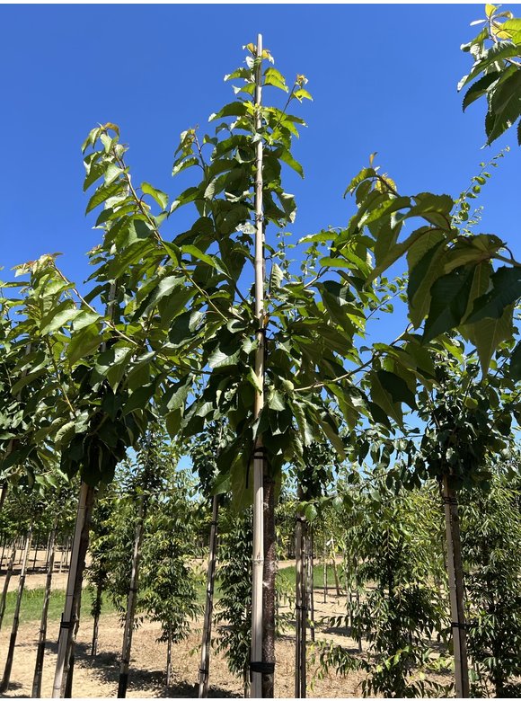 Süßkirsche 'Stella' | Prunus avium 'Stella' Süßkirsche 'Stella' | Prunus avium 'Stella'