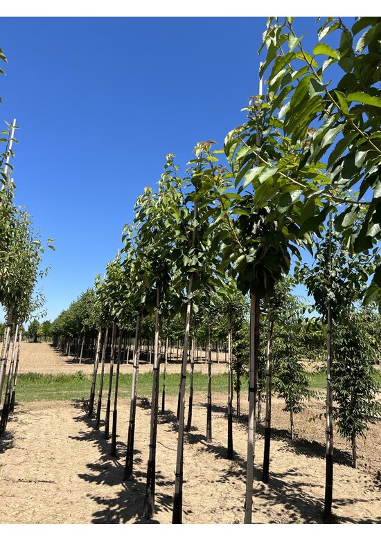 Süßkirsche 'Stella' | Prunus avium 'Stella'