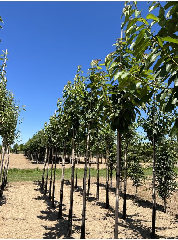 Süßkirsche 'Stella' | Prunus avium 'Stella' Süßkirsche 'Stella' | Prunus avium 'Stella'