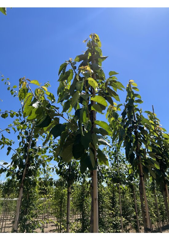 Süßkirsche 'Stella' | Prunus avium 'Stella'