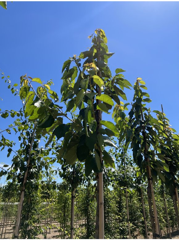 Süßkirsche 'Stella' | Prunus avium 'Stella' Süßkirsche 'Stella' | Prunus avium 'Stella'