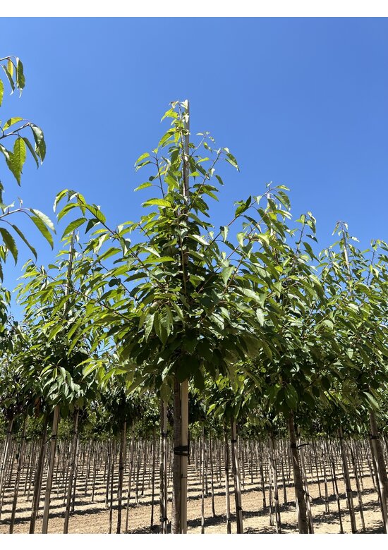 Gefülltblühende Vogelkirsche 'Plena' | Prunus avium 'Plena'