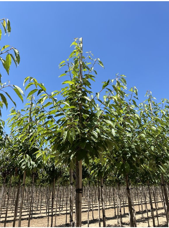 Gefülltblühende Vogelkirsche 'Plena' | Prunus avium 'Plena' Gefülltblühende Vogelkirsche 'Plena' | Prunus avium 'Plena'