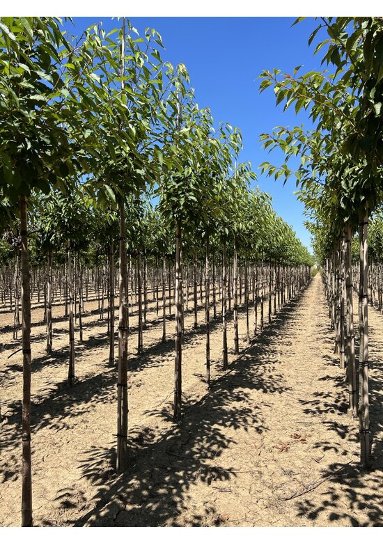Gefülltblühende Vogelkirsche 'Plena' | Prunus avium 'Plena'