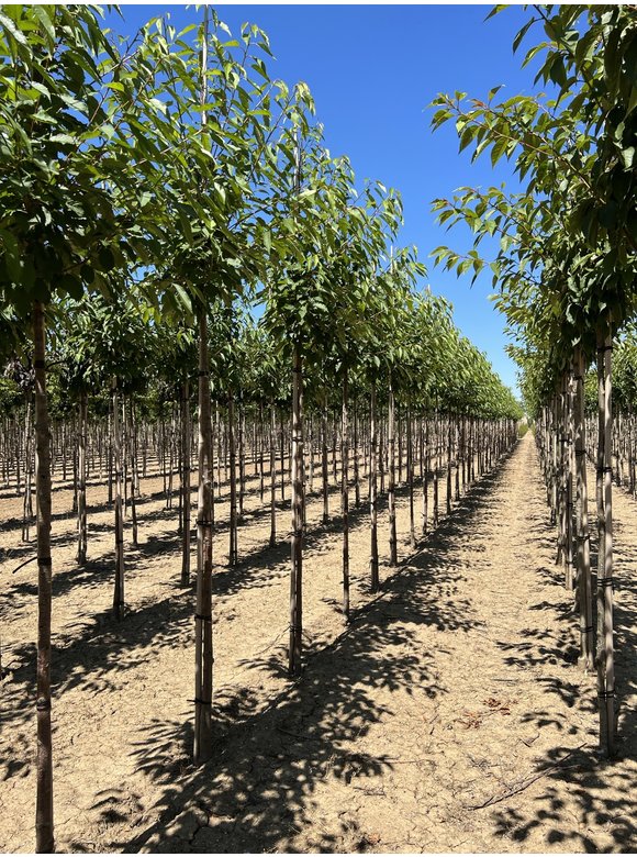 Gefülltblühende Vogelkirsche 'Plena' | Prunus avium 'Plena' Gefülltblühende Vogelkirsche 'Plena' | Prunus avium 'Plena'