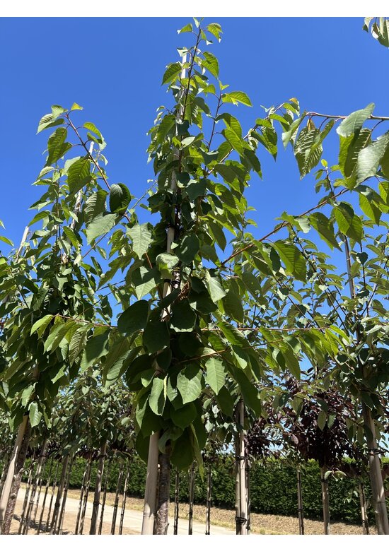Vogelkirsche | Prunus avium
