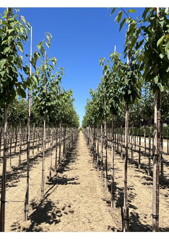 Vogelkirsche | Prunus avium