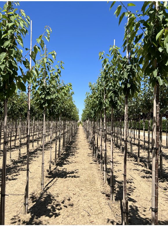 Vogelkirsche | Prunus avium Vogelkirsche | Prunus avium