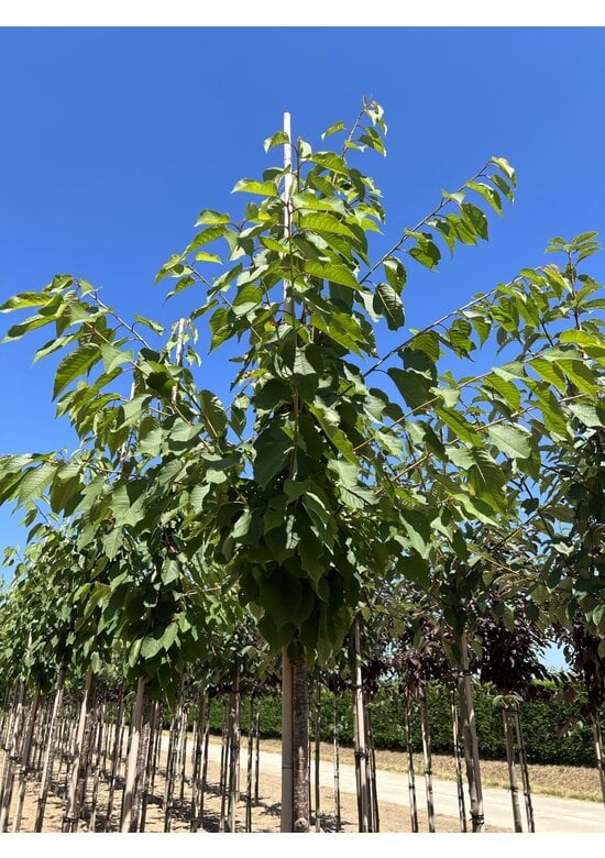 Vogelkirsche | Prunus avium
