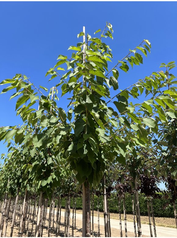 Vogelkirsche | Prunus avium Vogelkirsche | Prunus avium