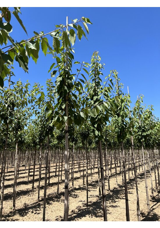 Vogelkirsche | Prunus avium