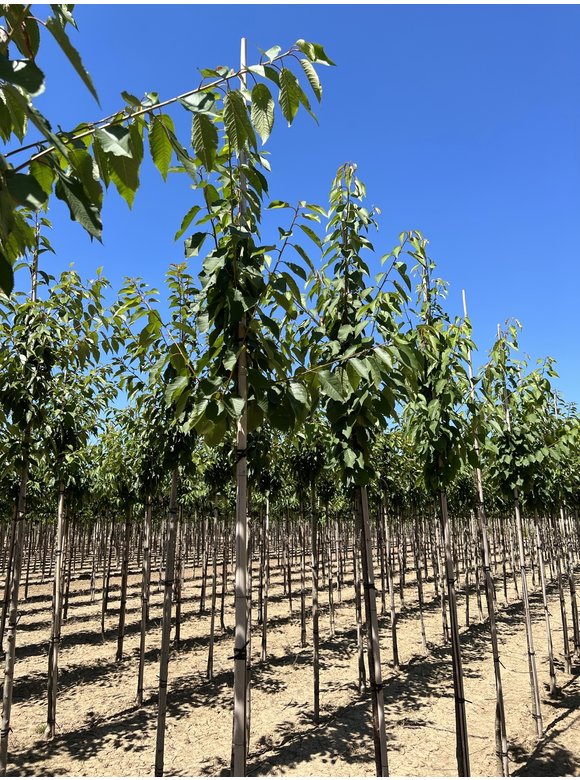 Vogelkirsche | Prunus avium Vogelkirsche | Prunus avium