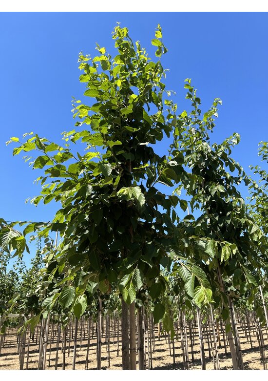 Gewöhnliche Hopfenbuche - Europäische Hopfenbuche | Ostrya carpinifolia