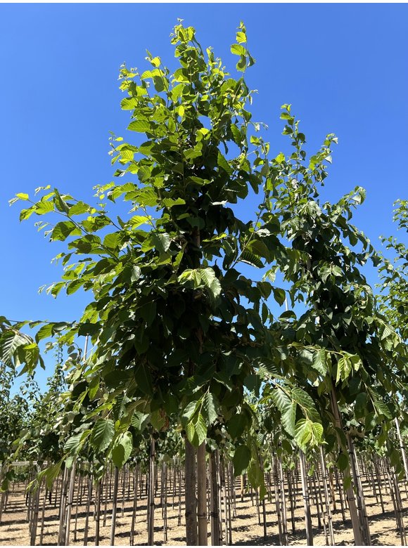 Gewöhnliche Hopfenbuche - Europäische Hopfenbuche | Ostrya carpinifolia Gewöhnliche Hopfenbuche - Europäische Hopfenbuche | Ostrya carpinifolia