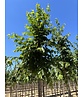Gewöhnliche Hopfenbuche - Europäische Hopfenbuche | Ostrya carpinifolia