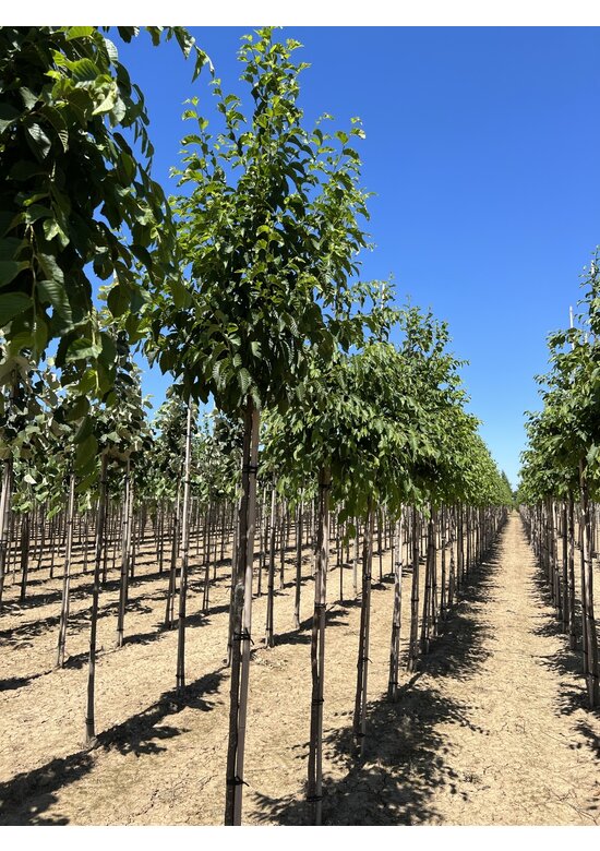 Gewöhnliche Hopfenbuche - Europäische Hopfenbuche | Ostrya carpinifolia