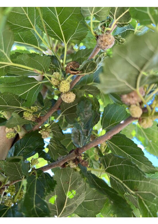 Weiße Maulbeere | Morus alba