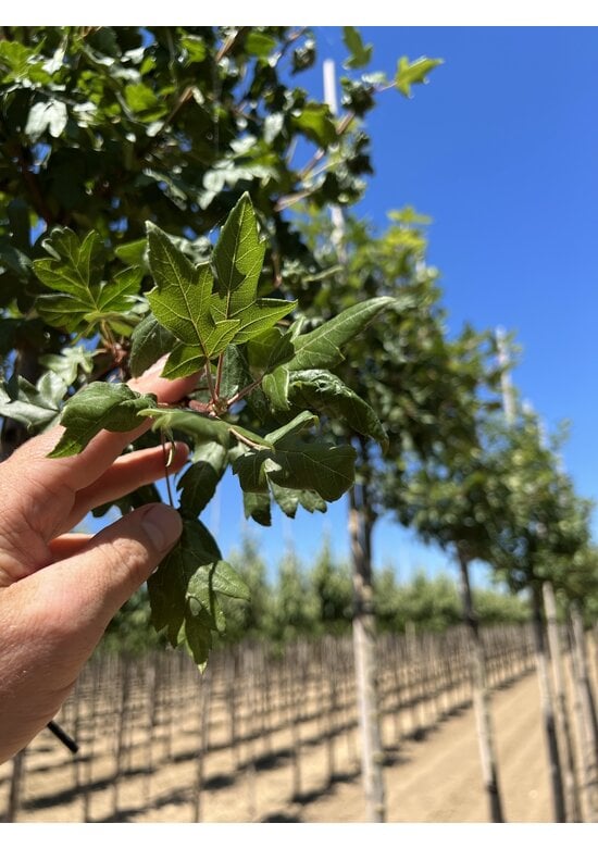 Dreilappiger Zierapfel | Malus trilobata