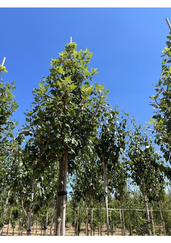 Dreilappiger Zierapfel | Malus trilobata