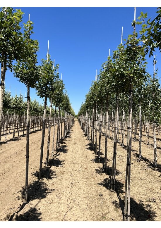 Dreilappiger Zierapfel | Malus trilobata