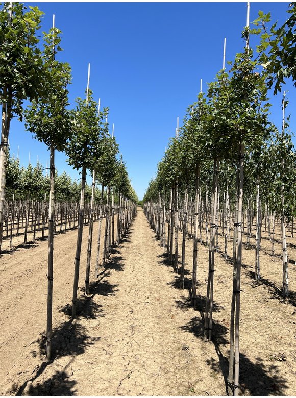 Dreilappiger Zierapfel | Malus trilobata Dreilappiger Zierapfel | Malus trilobata